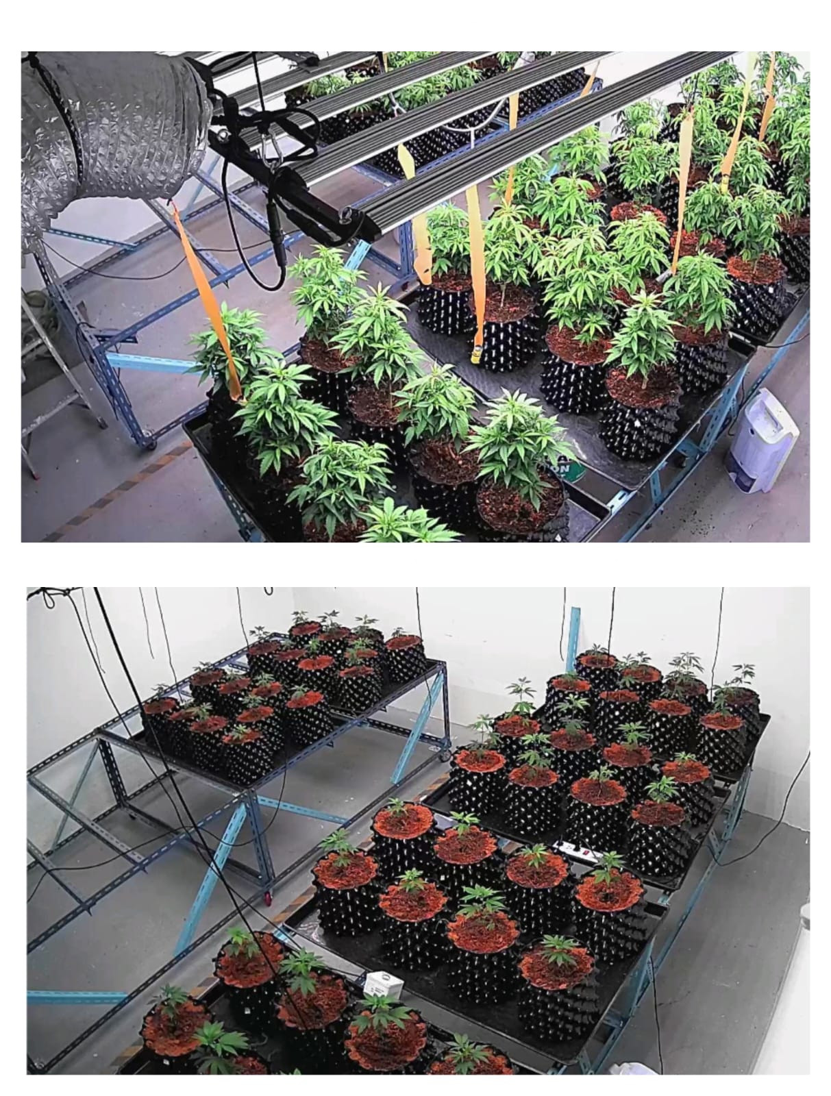 Young plants in Sediña indoor growing spaces